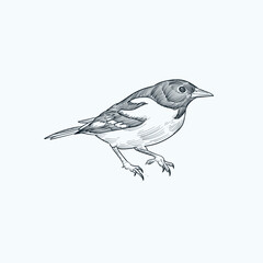 Vintage hand drawn sketch Baltimore Oriole bird