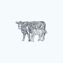 Vintage hand drawn sketch cattle and calves