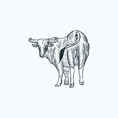 Vintage hand drawn sketch back bull