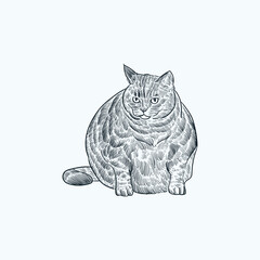 Vintage hand drawn sketch fat cat