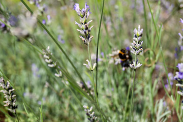 Flores de lavanda