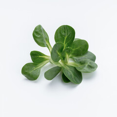 Fototapeta premium Corn Salad Leaves isolated on white background.