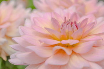 A velvety dahlia blossom in the softest pink and yellow tones.