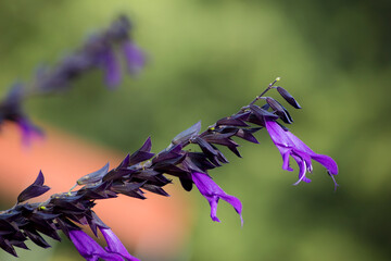 Rama de Salvia amistad