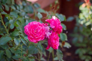 Rosas rojas