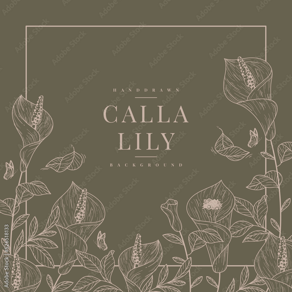 Poster handdrawn calla lily background vector template