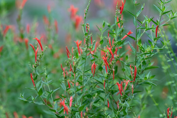 Anisacanthus, often referred to as Hummingbird bush or Flame acanthus, grows tall and brings...