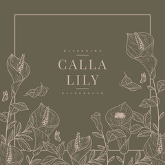 handdrawn calla lily background vector template