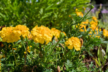 Tagetes de color amarillo