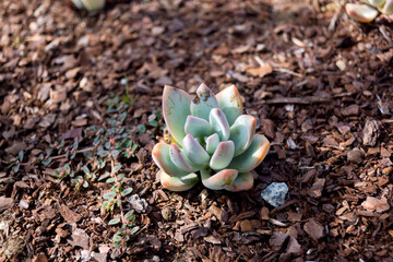 Echevaria laui aislada