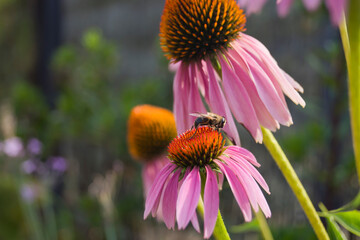 Mosca sobre echinacea purpurea