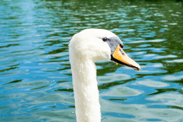 Swan's head with water drops, close up view. High quality photo