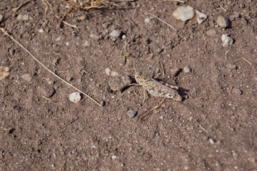 Saltamontes camuflado con el entorno