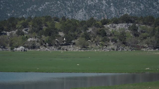 beautiful view of storks feeding by the lake