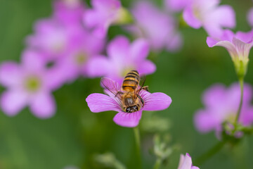 bee on a flower