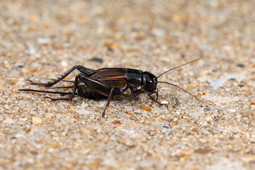 Closeup of Field Cricket. Pest control, insect and nature conservation concept.