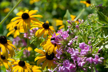 yellow and pink flowers in the sun