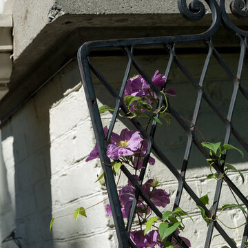 Clematis Climbing An Old Metal Trellis 