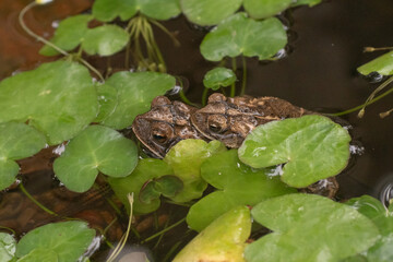 Two toads mating in a garden pond.