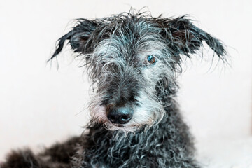 Portrait of mixed breed senior dog bedlington terrier after bathing with wet fur pet care washing dogs