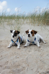 jack russell terrier on the beach