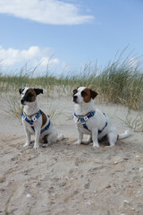 jack russell terrier on the beach