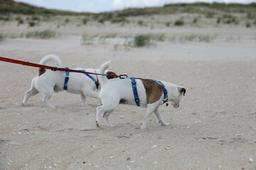 jack russell terrier on the beach