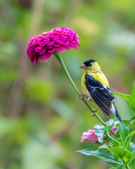 Male American Goldfinch on Red Zinnia Stem