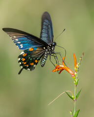 Pipevine Swallowtail Butterfly on Red Flower