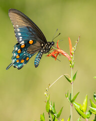 Pipevine Swallowtail Butterfly on Red Flower