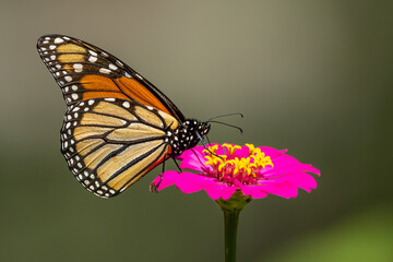 Monarch Butterfly on Purple Zinnia