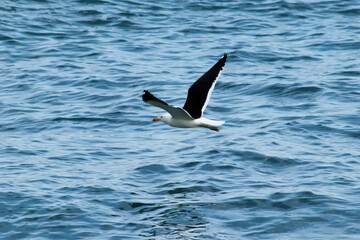 A seagull flies over Grumari Beach, one of the wildest and most beautiful beaches in Rio de Janeiro.