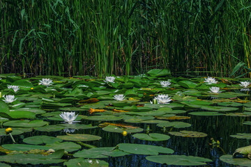View of the pond with beautiful white lotus flower and green leaves on water surface.