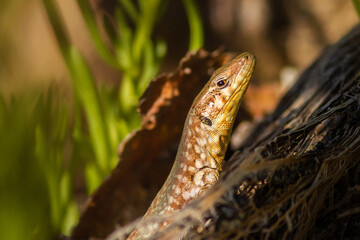 lizard in the grass