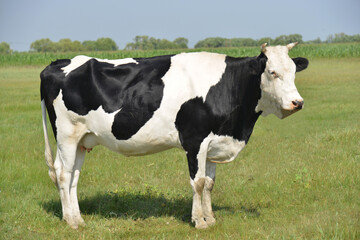 Fototapeta na wymiar 牛, 放牧, 家畜, 動物, 農業, 牛乳, 牧草地