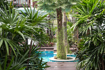 Swimming pool adorn with tropical trees in luxury resort