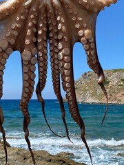 Octopus Closeup