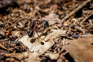 forest ant at work