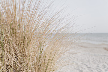Sand dunes with beach grass. Grass on the beach - obrazy, fototapety, plakaty