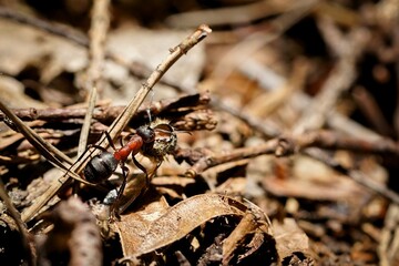 forest ant at work