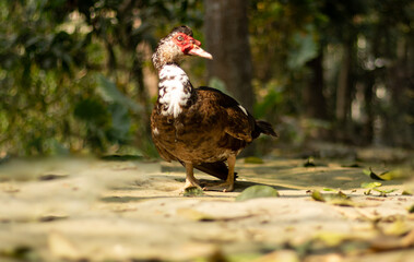 Duck is cheap meat and it is easy to raise in China, Domestic muscovy duck