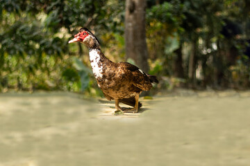 Domestic muscovy duck black, red and white color found in Asia
