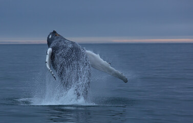 Svalbard