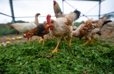 the chickens on the farm are eating grass and the others natural food - organic farming