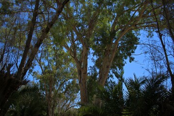 trees and sky