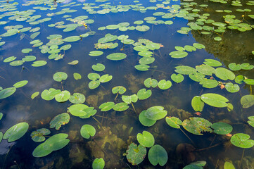 water lily in pond