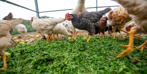 the chickens on the farm are eating grass and the others natural food - organic farming