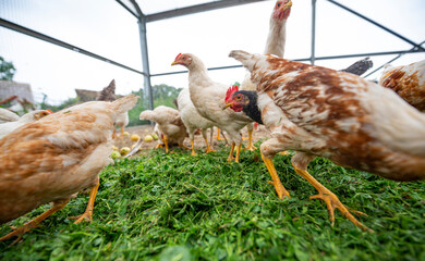 the chickens on the farm are eating grass and the others natural food - organic farming