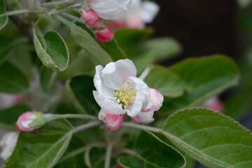 White Transparent apple