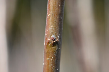 Apple tree Granny Smith